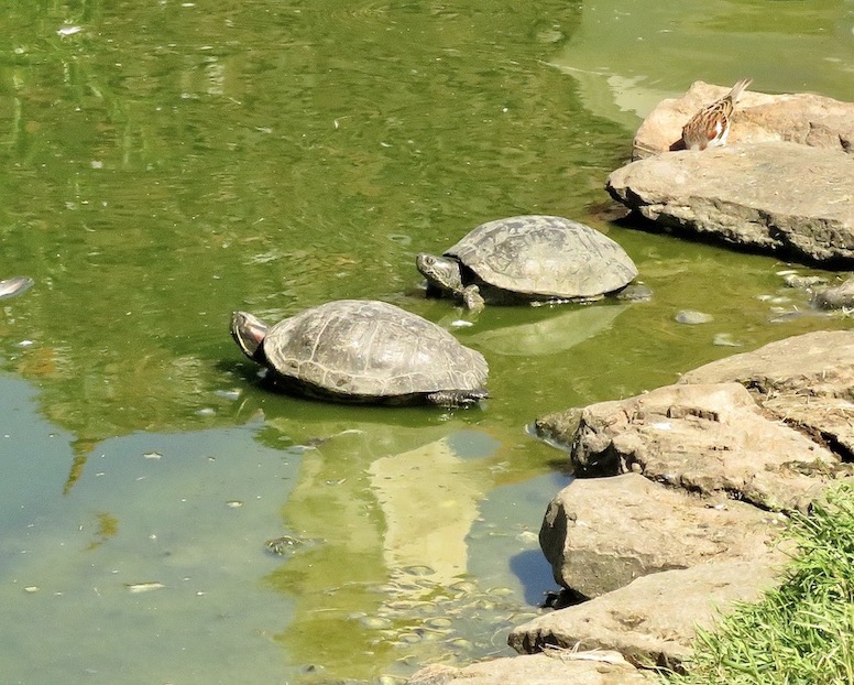 terrapin